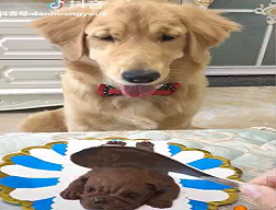 perro en terror